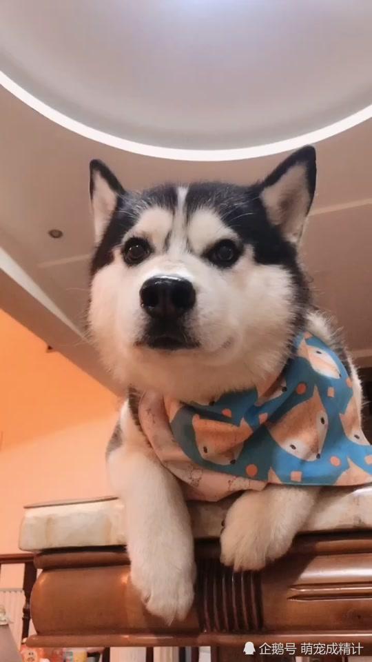 独属于哈士奇的神之藐视,不可一世