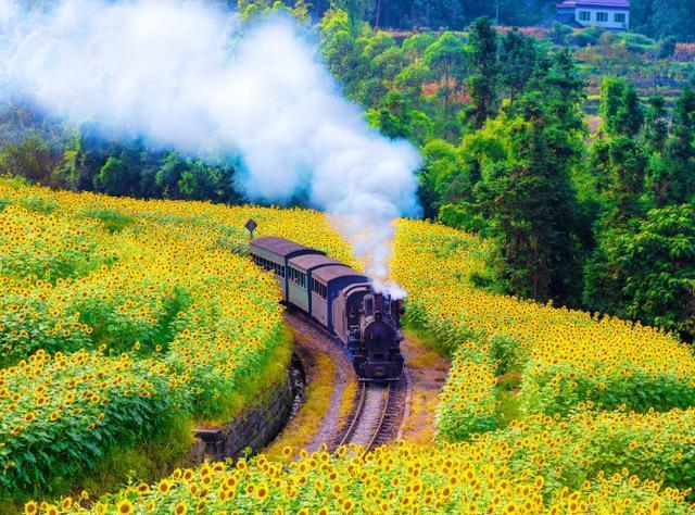 火车,小火车,嘉阳小火车,油菜花,旅游景区