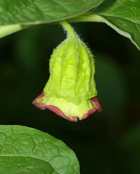 国家Ⅱ级濒危珍稀植物:青藏特产山莨菪的辨识