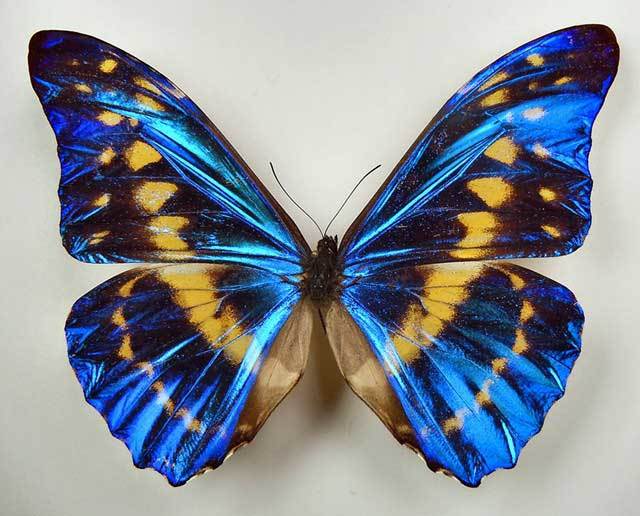 全球最珍贵的蝴蝶,一只就价值百万