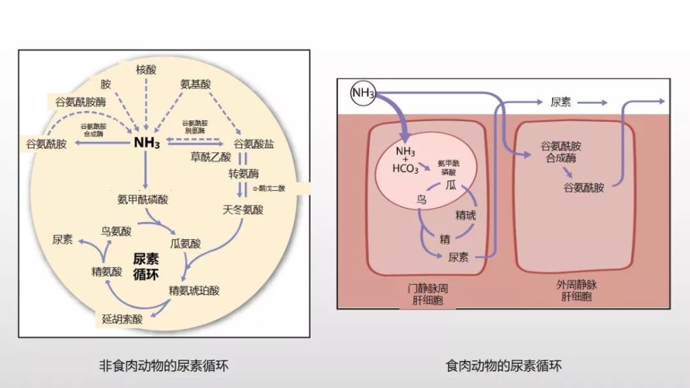 尿素循环的比较 如果精氨酸缺席尿素循环,尿素和氨就会进入血液.