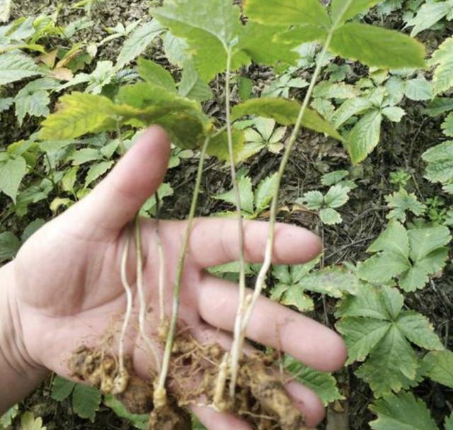 在阴凉的山沟里,生长着1种"竹节参",结出奇特"果子",珍贵