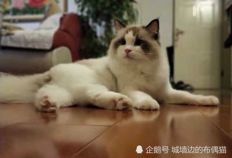 海双布偶猫种公借配 双血统 海豹双色 布偶猫配种 地址西安