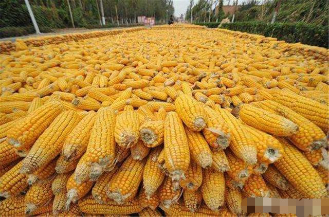 农村的玉米什么时候卖最合适?农民很纠结,专家来告诉你