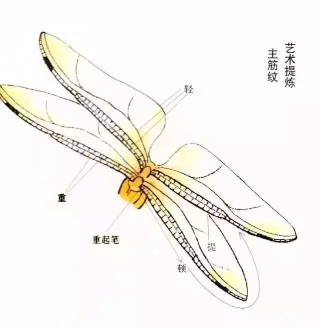 蜻蜓的工笔画法