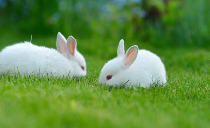 兔子,孩子,大自然