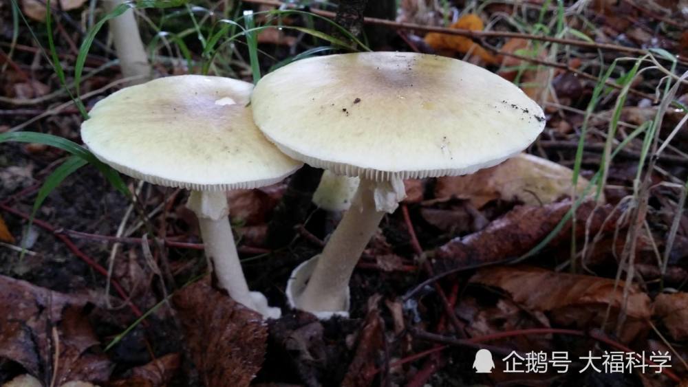 中国十大常见毒蘑菇,遇见致命白毒伞一定要绕道