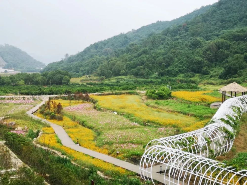 花开成景,来瓯海丽岙赴一场秋日花城之约!