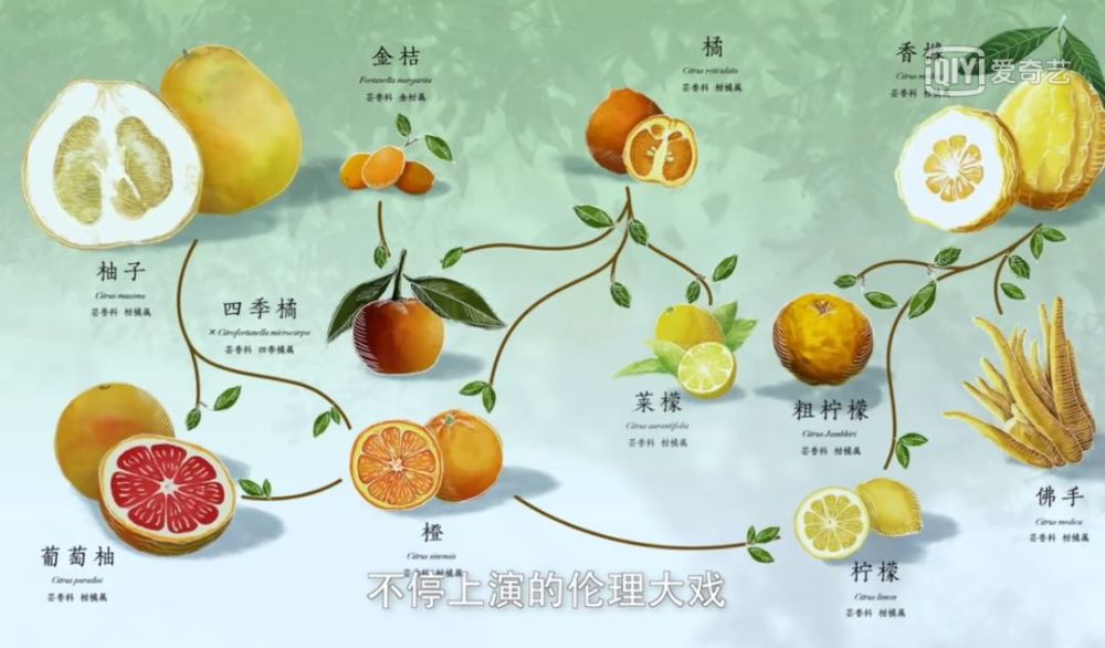 猕猴桃,水稻,豆瓣,竹子,橘子