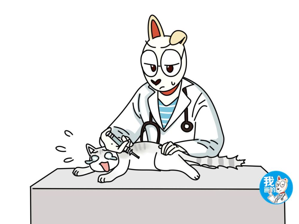 猫咪,兽医,喵星人,萌宠,科学养宠