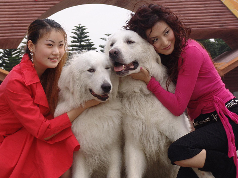 养宠物,养狗,狗狗,女生养狗,奇闻趣事
