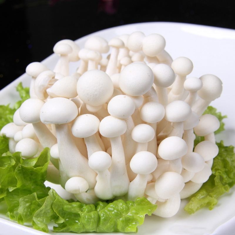 植物,菌类,金针菇,木耳,白玉菇,菌盖