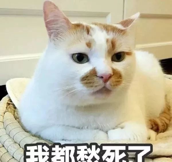 那些年我们用过的猫咪表情包
