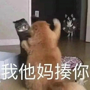 表情包表情怎么能少得了猫猫狗狗