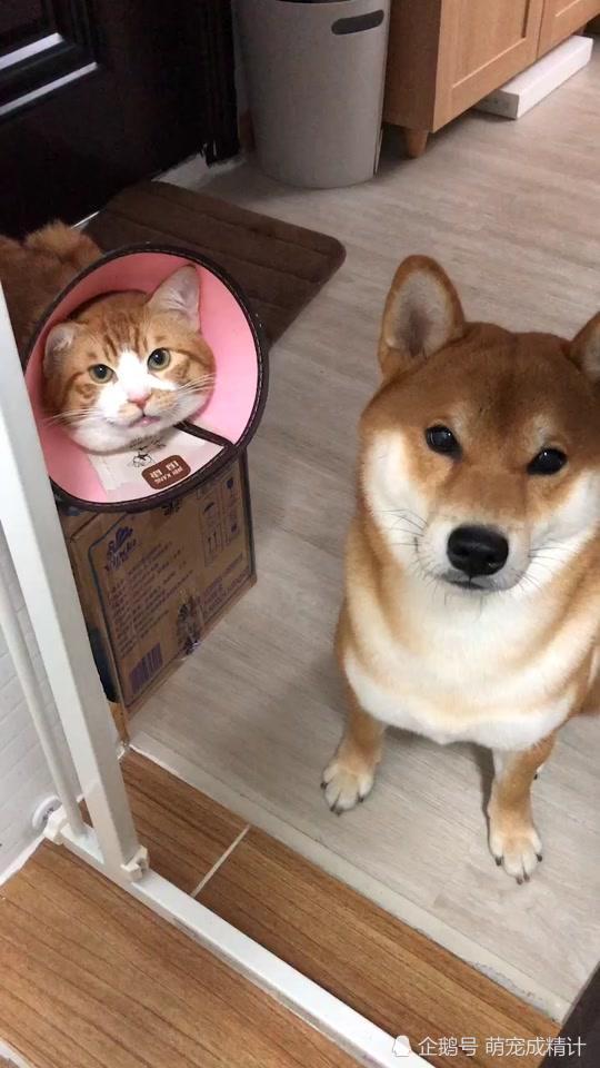 爱笑柴犬呆萌表情包到达,笑容异常迷人!