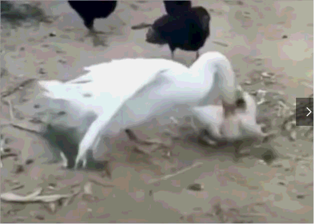 小奶狗被大鹅按在地上"摩擦",6个月后,大鹅被狗追得飞