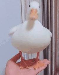 长不大的小鸭子可可爱爱手感超好是一种又名小叫鸭柯尔鸭完全没有动力