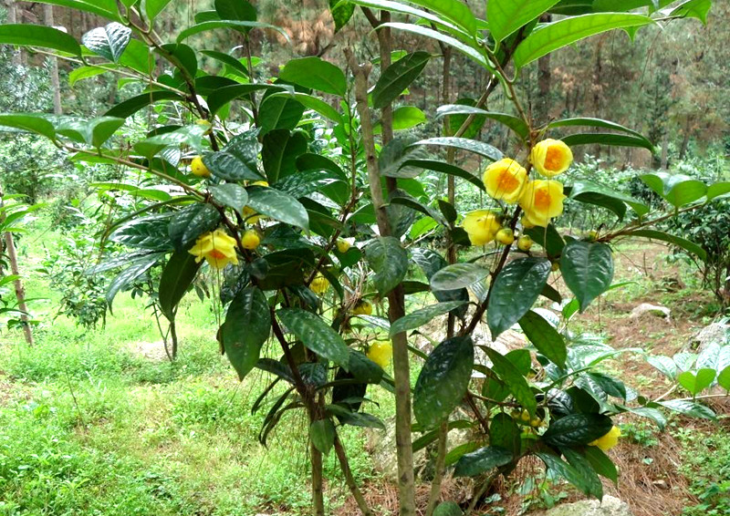 植物,金花茶,国宝,茶花,叶子,花朵