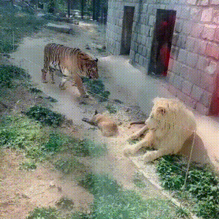 背景最硬的狗狗,与老虎狮子一起长大,还成为它们的老大!