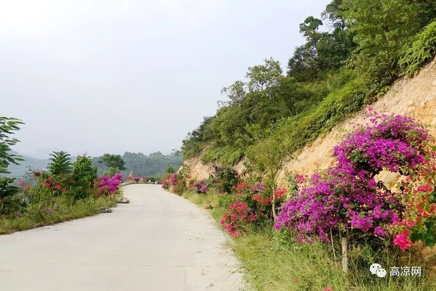 高州玉龙山风景区 百亩杜鹃花海盛开,映