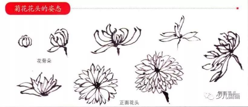 跟大师学写意花鸟画:菊花画法