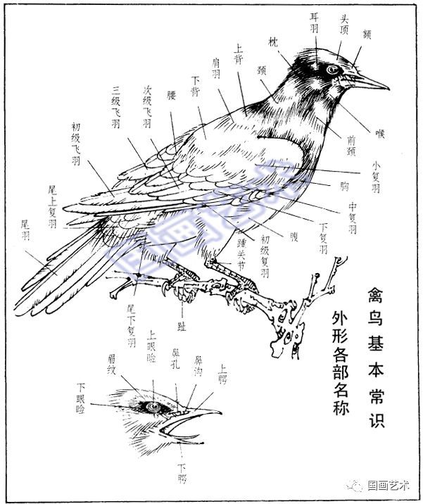 画禽鸟 必须掌握这些基础知识 看点快报