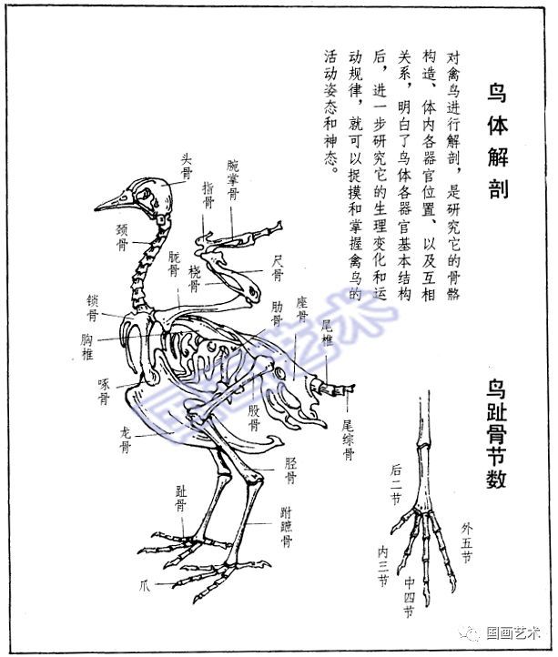 画禽鸟 必须掌握这些基础知识 看点快报