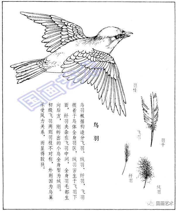 画禽鸟 必须掌握这些基础知识 看点快报