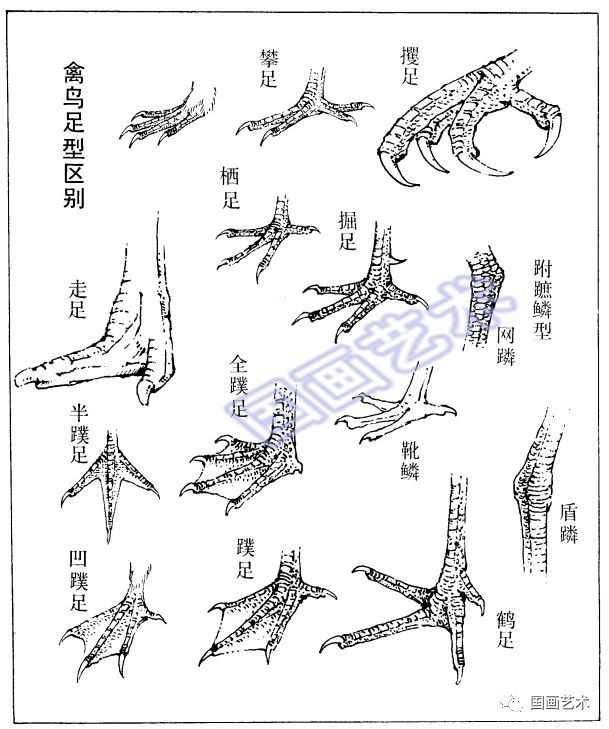 画禽鸟 必须掌握这些基础知识 看点快报