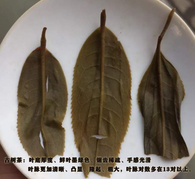 古树茶,央视,茶叶