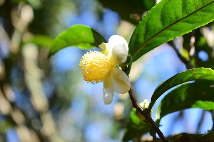 单丛茶,山茶花,季季,小百科,凤凰山