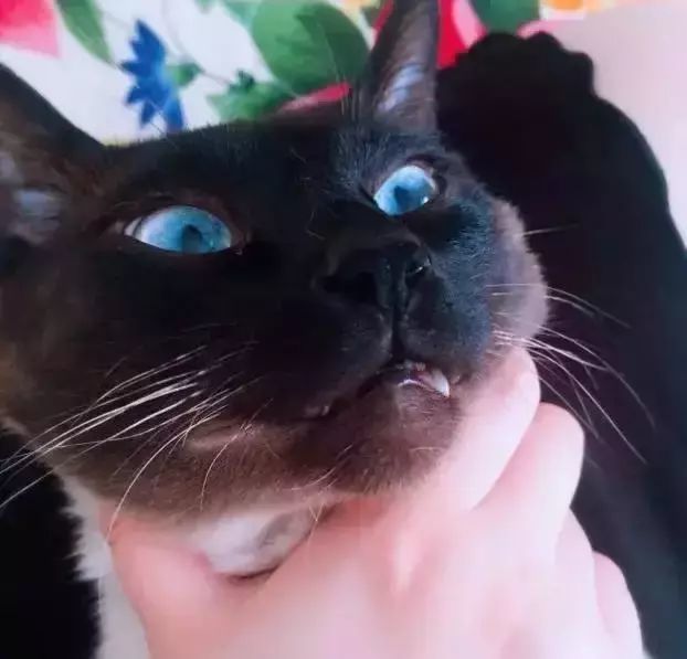 暹罗猫,猫咪