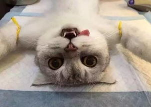 猫咪绝育后,各种忧伤表情