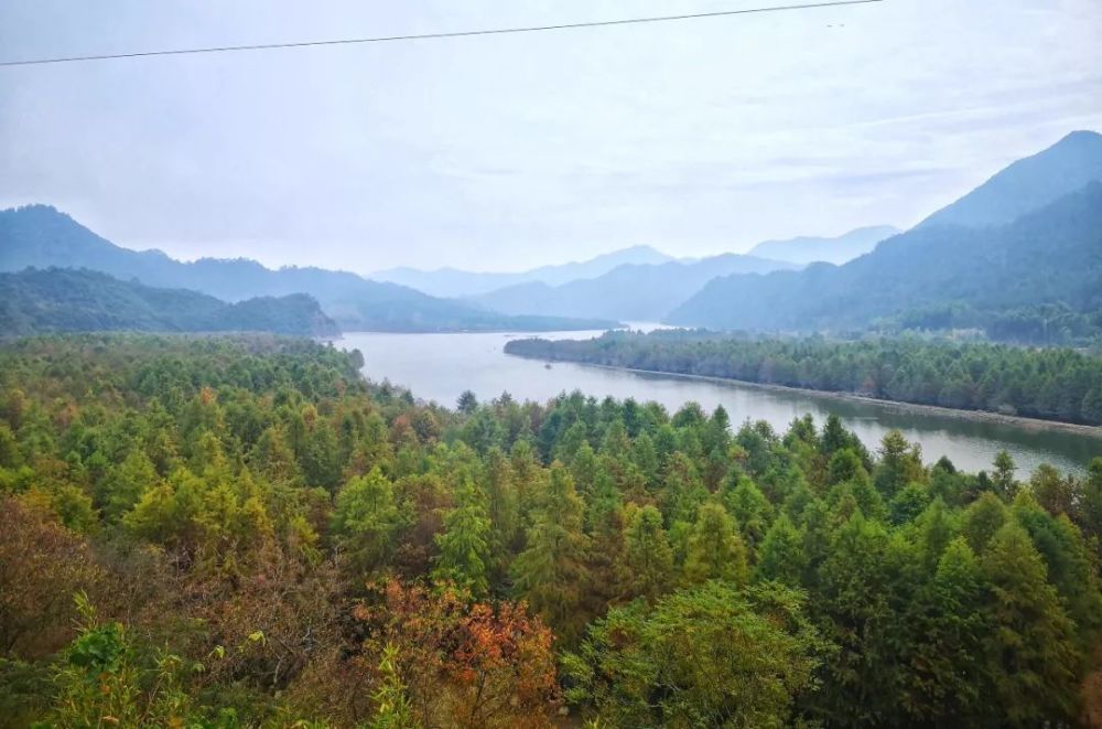 水上红杉林