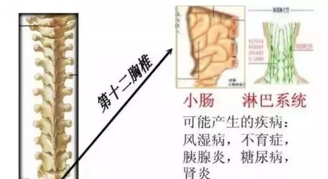 第十二胸椎段:下腹疼凉,疲劳综合症,不孕症,风湿症,生殖器官表面痛痒.