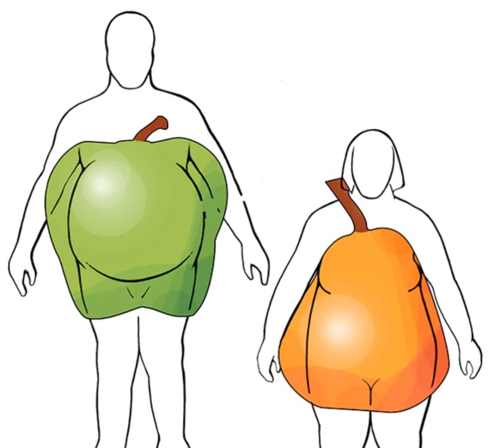 苹果型和梨型身材?新的肥胖分型-对应减肥策略
