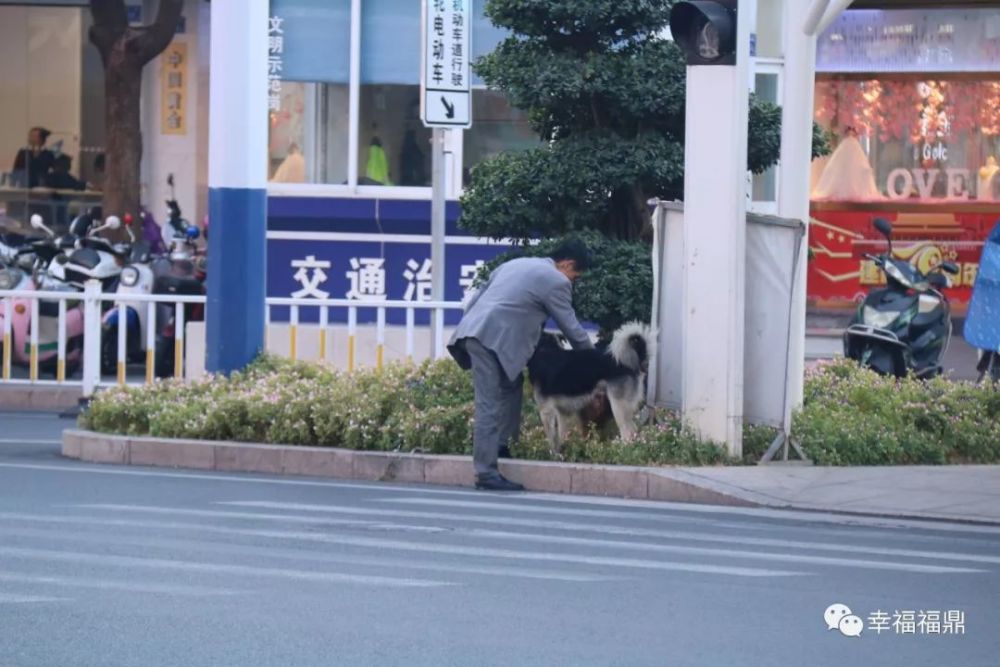 南大路: 宠物狗随地大小便