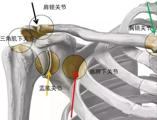 头的凸面和肩胛骨 盂臼的凹面组成,中间有一定的空隙,也就是关节间隙