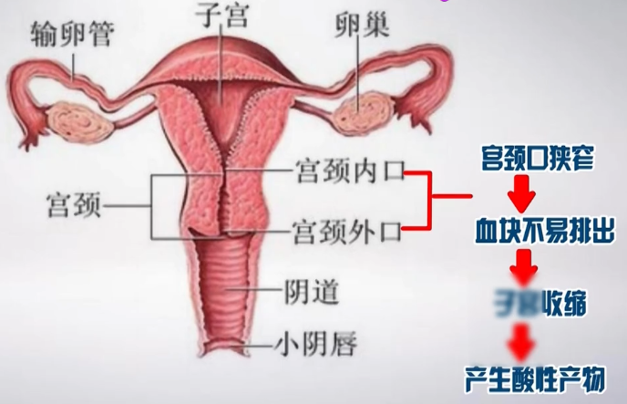 痛经,血块,月经,子宫,子宫内膜