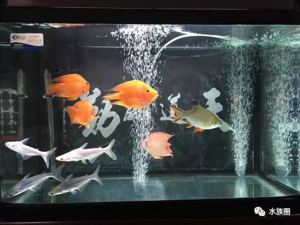 养观赏鱼,玩自然水景,懂生活的人都关注了 水族圈!