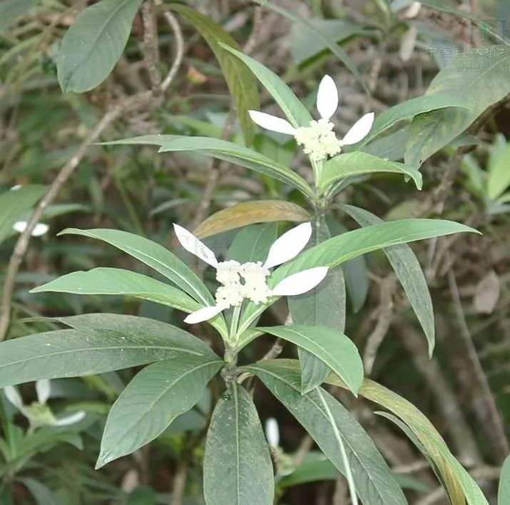 我国广东特有的单种属美丽珍稀植物:绣球茜草