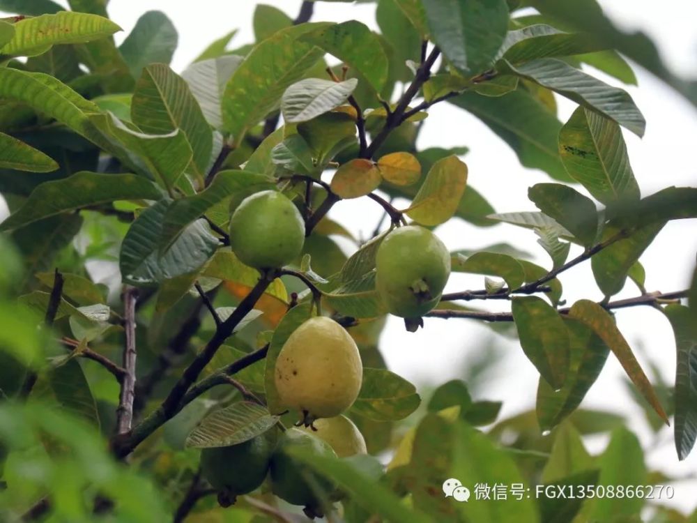 野生番石榴.个头是种植的三分之一,味香甜,但保存时间短. 野果十九