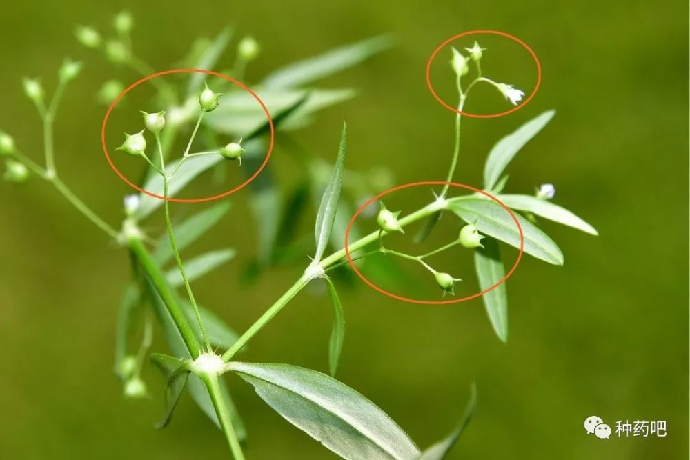 上学那会总是分不清,记了忘,忘了再翻开《药用植物学》伞房花序的定义