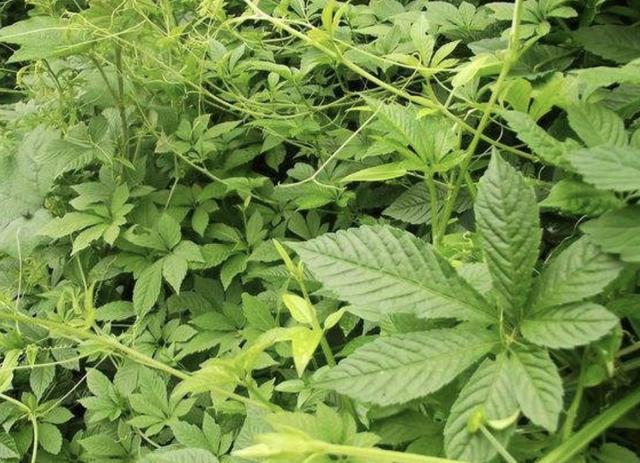 藤本植物,绞股蓝,植物,植株,枝条