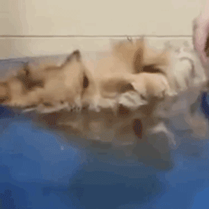 远看以为是漂在水上的一团毛线结果是猫咪洗澡睡着了