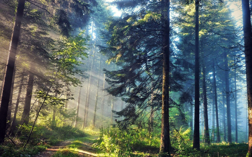 养眼的森林美景