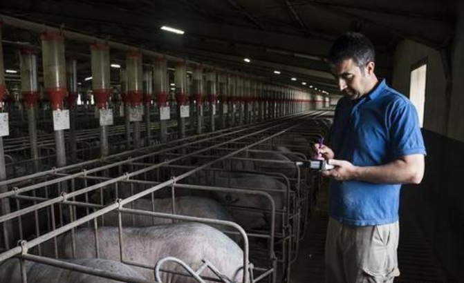 为何美国人吃猪肉非常少,还能变成养殖强国?看