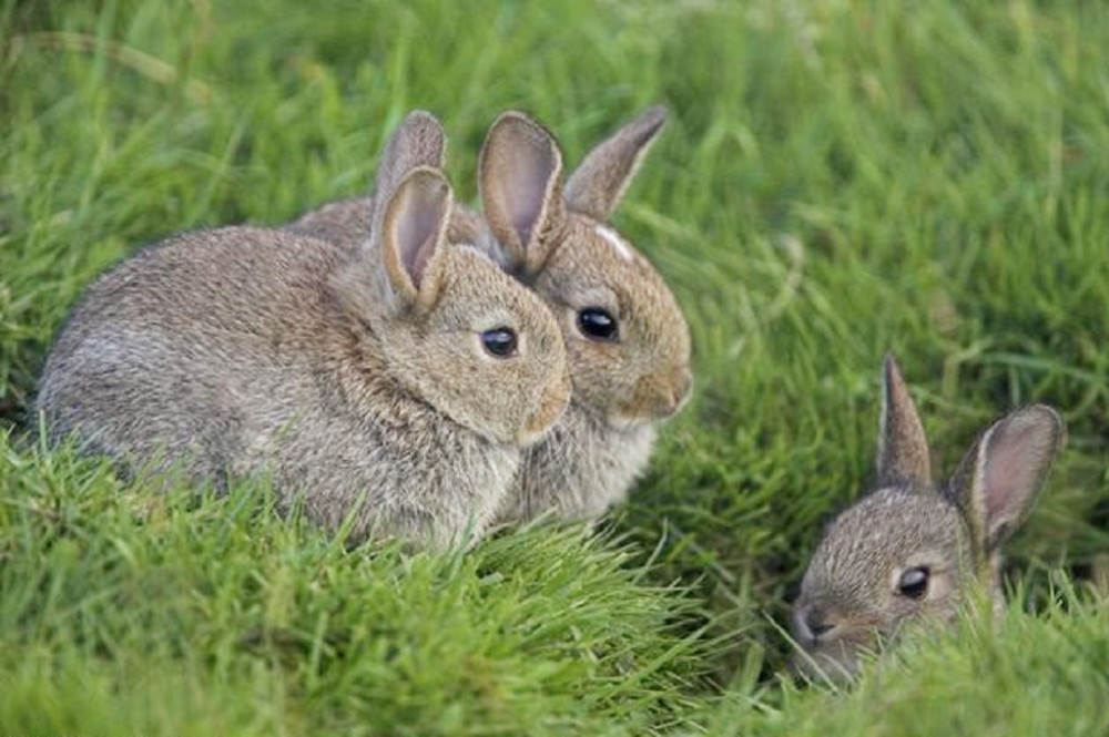俗话说:兔子不吃窝边草,窝边有草何必满山跑,有何寓意