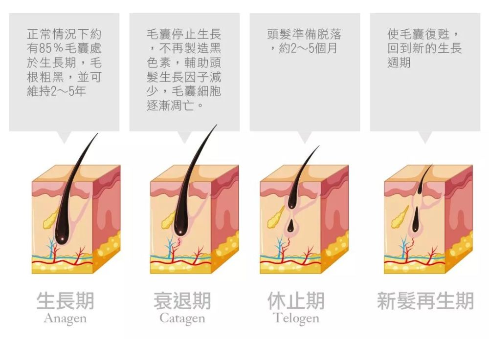脱发,雄激素性脱发,皮肤医生,头发,头皮,雄性激素
