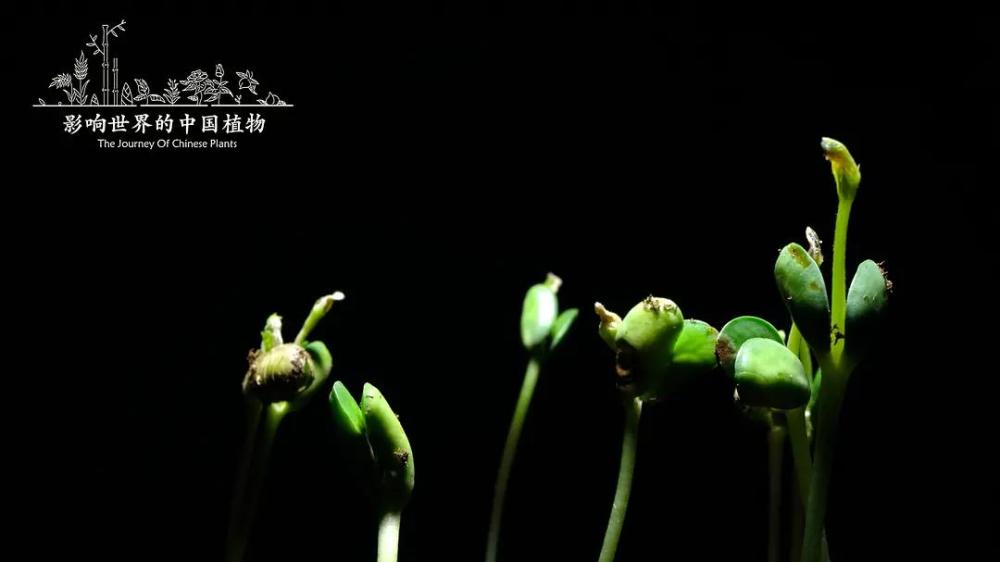 生命的源头何在?《影响世界的中国植物》带你领略一花